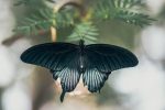 matte-black-butterfly-spreading-its-wings